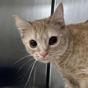 Meet Zella a vibrant 1-year-old female orange tabby cat with a sunny disposition Zellas striking 