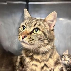 Meet Macy a beautiful 2-year-old female tabby Macys gentle and affectionate nature makes her an i