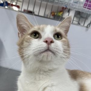 Meet Stallone a handsome 9-year-old orange and white male cat with a striking presence and a gentle