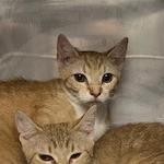 Meet Ginger a delightful 9-month-old female orange tabby Gingers playful and loving personality m