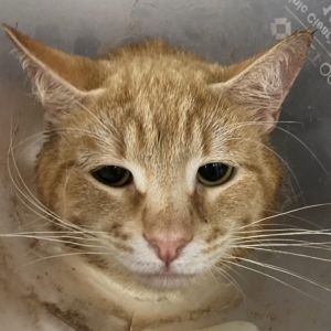 Meet Sir Cheese a charming 3-year-old male orange tabby with a regal name and a heart full of love