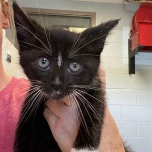 Meet Martin a charming 2-month-old black and white male kitten ready to bring joy to his new family
