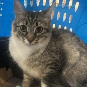 Meet Zoe a delightful 1-year-old female grey tabby and white cat with a charming personality Zoes