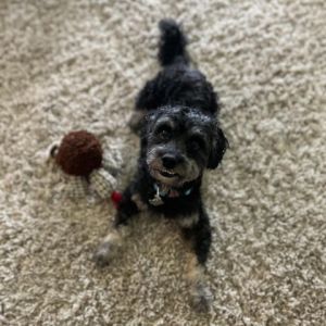 Meet Owen Bentley the 4-year-old 15-pound schnoodle who is sure to steal your heart Owen is the h