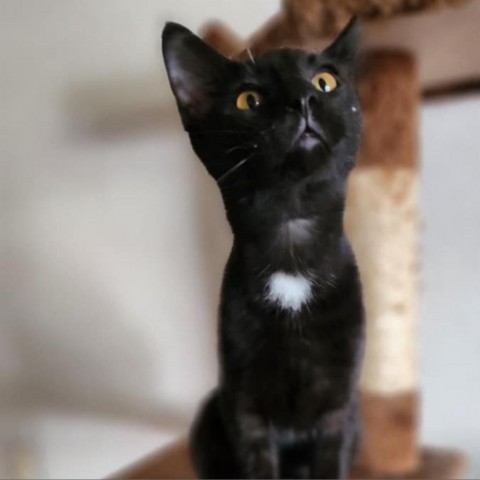 Onyx, an adoptable Domestic Short Hair in Garden City, KS, 67846 | Photo Image 1