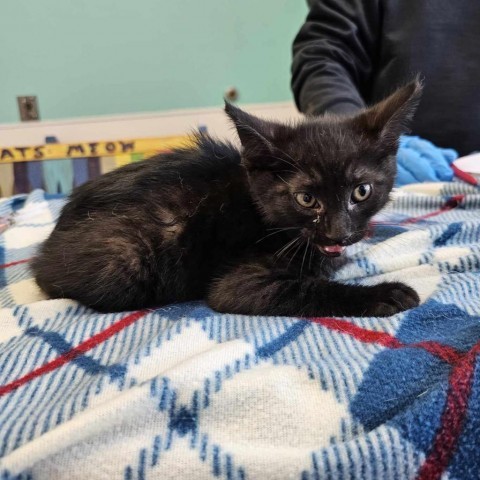 Onyx, an adoptable Domestic Short Hair in Garden City, KS, 67846 | Photo Image 2