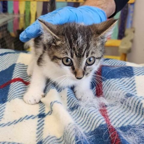 Dan Boy, an adoptable Domestic Short Hair in Garden City, KS, 67846 | Photo Image 2