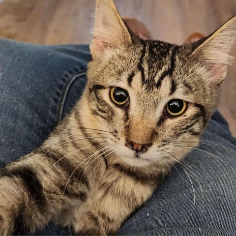 Gem, an adoptable Domestic Short Hair in Garden City, KS, 67846 | Photo Image 1