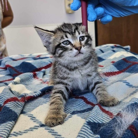 Gem, an adoptable Domestic Short Hair in Garden City, KS, 67846 | Photo Image 2