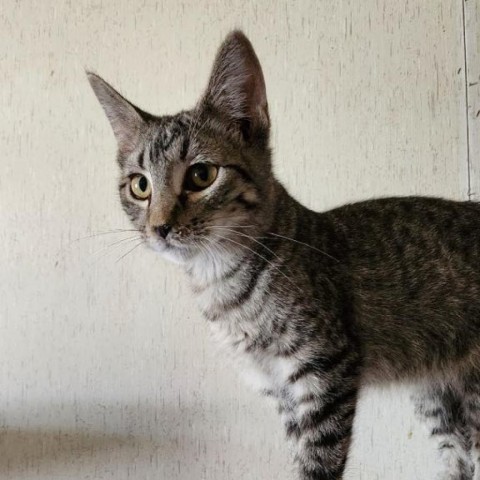 Jet, an adoptable Domestic Short Hair in Garden City, KS, 67846 | Photo Image 1