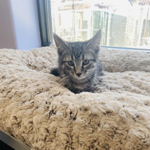 Jet, an adoptable Domestic Short Hair in Garden City, KS, 67846 | Photo Image 2