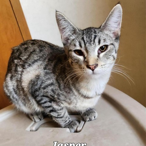 Jasper, an adoptable Domestic Short Hair in Garden City, KS, 67846 | Photo Image 1