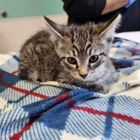 Jasper, an adoptable Domestic Short Hair in Garden City, KS, 67846 | Photo Image 2