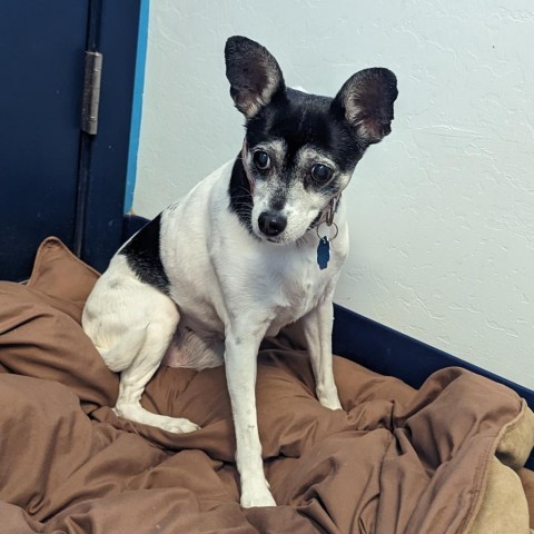 Lilly, an adoptable Rat Terrier in Show Low, AZ, 85901 | Photo Image 1