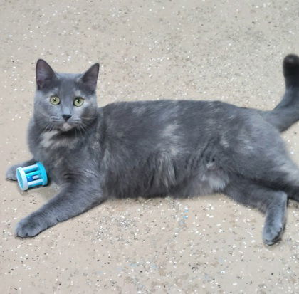 6145 (Artimis), an adoptable Dilute Tortoiseshell in Lake City, MI, 49651 | Photo Image 2