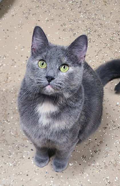 6145 (Artimis), an adoptable Dilute Tortoiseshell in Lake City, MI, 49651 | Photo Image 3