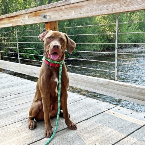 Charlie, an adoptable Mixed Breed in Hailey, ID, 83333 | Photo Image 1