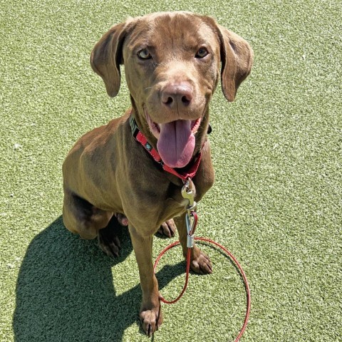 Charlie, an adoptable Mixed Breed in Hailey, ID, 83333 | Photo Image 2