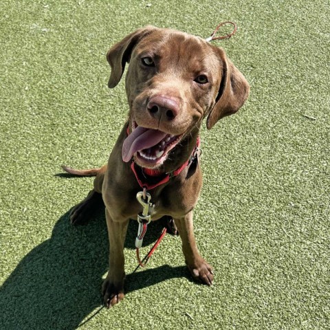 Charlie, an adoptable Mixed Breed in Hailey, ID, 83333 | Photo Image 3