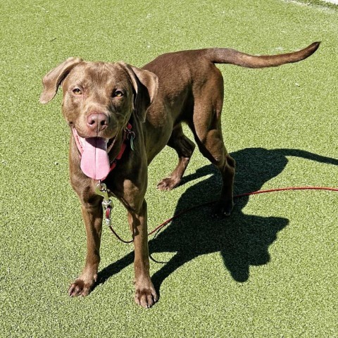 Charlie, an adoptable Mixed Breed in Hailey, ID, 83333 | Photo Image 4