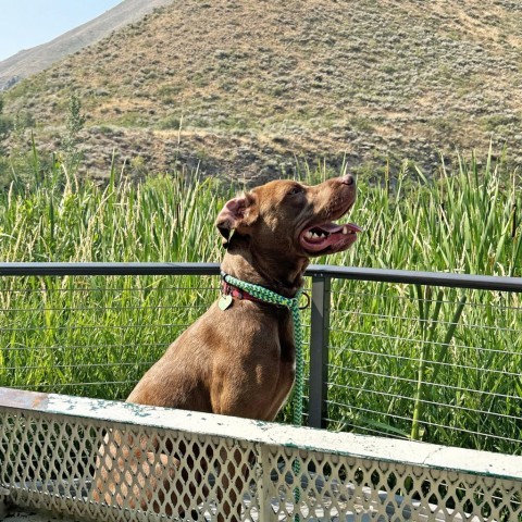 Charlie, an adoptable Mixed Breed in Hailey, ID, 83333 | Photo Image 5