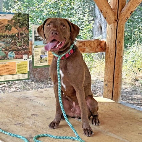 Charlie, an adoptable Mixed Breed in Hailey, ID, 83333 | Photo Image 6