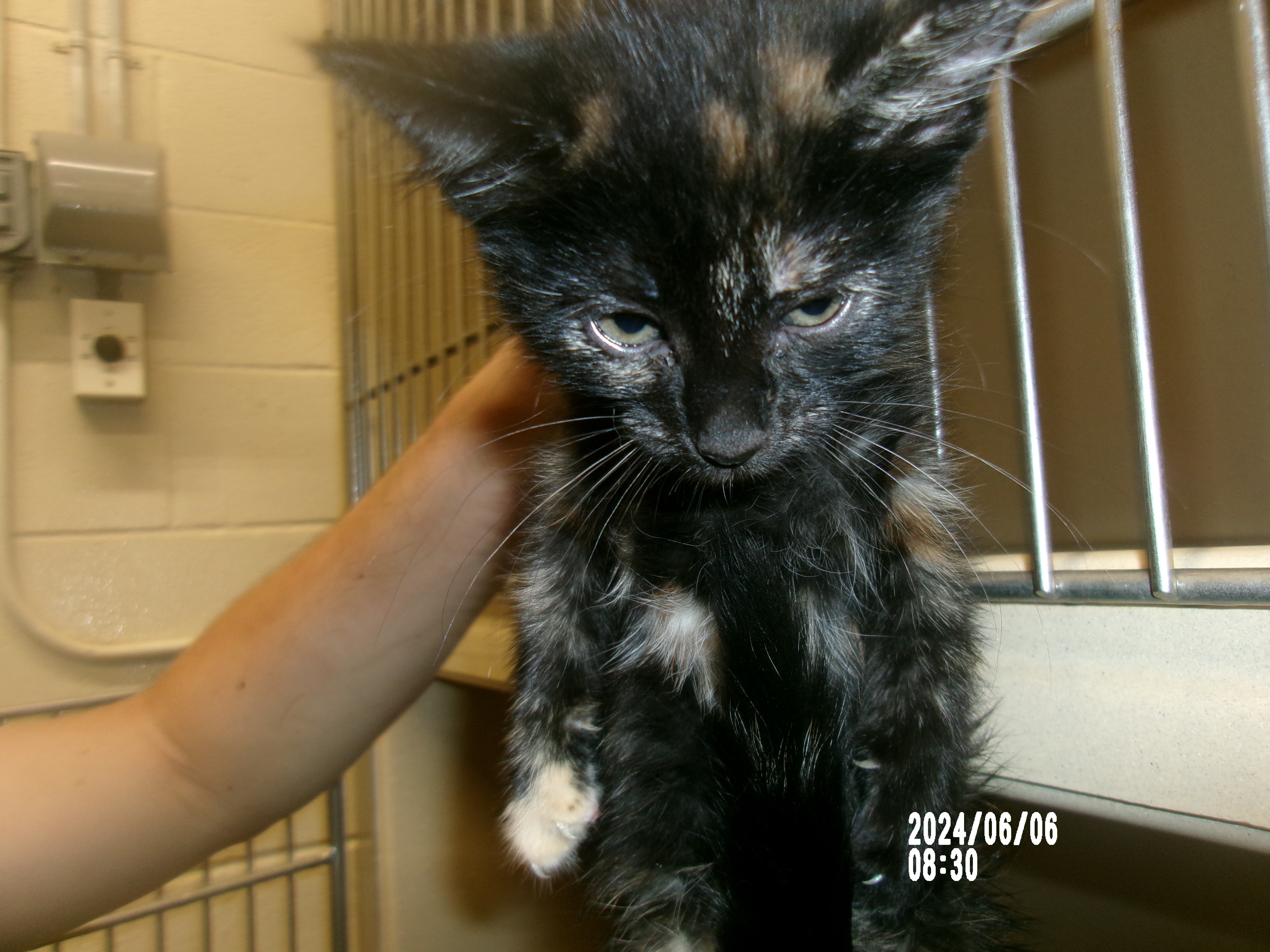 Zatanna, an adoptable Domestic Short Hair in Clovis, NM, 88101 | Photo Image 1