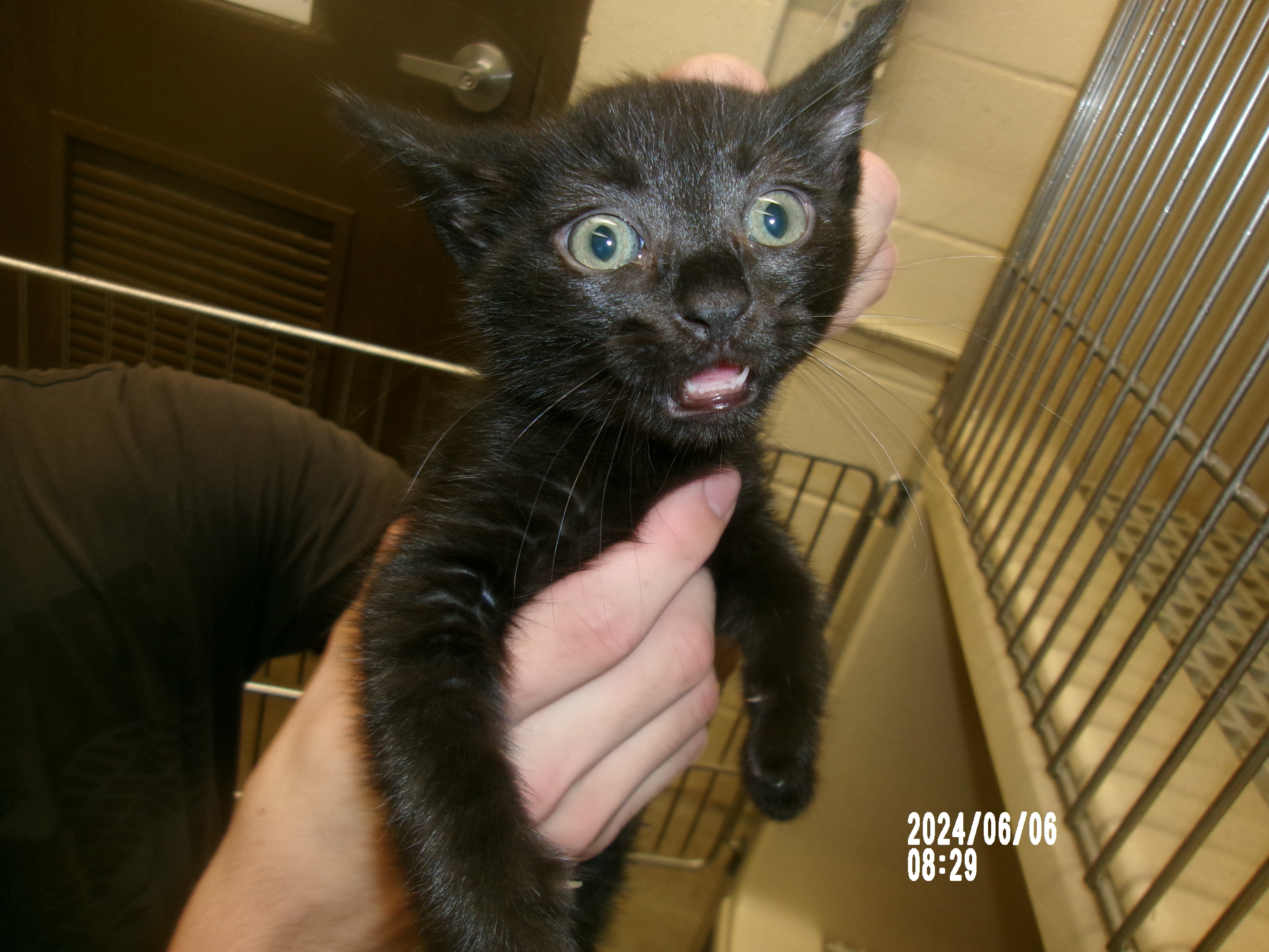 Batman, an adoptable Domestic Short Hair in Clovis, NM, 88101 | Photo Image 1