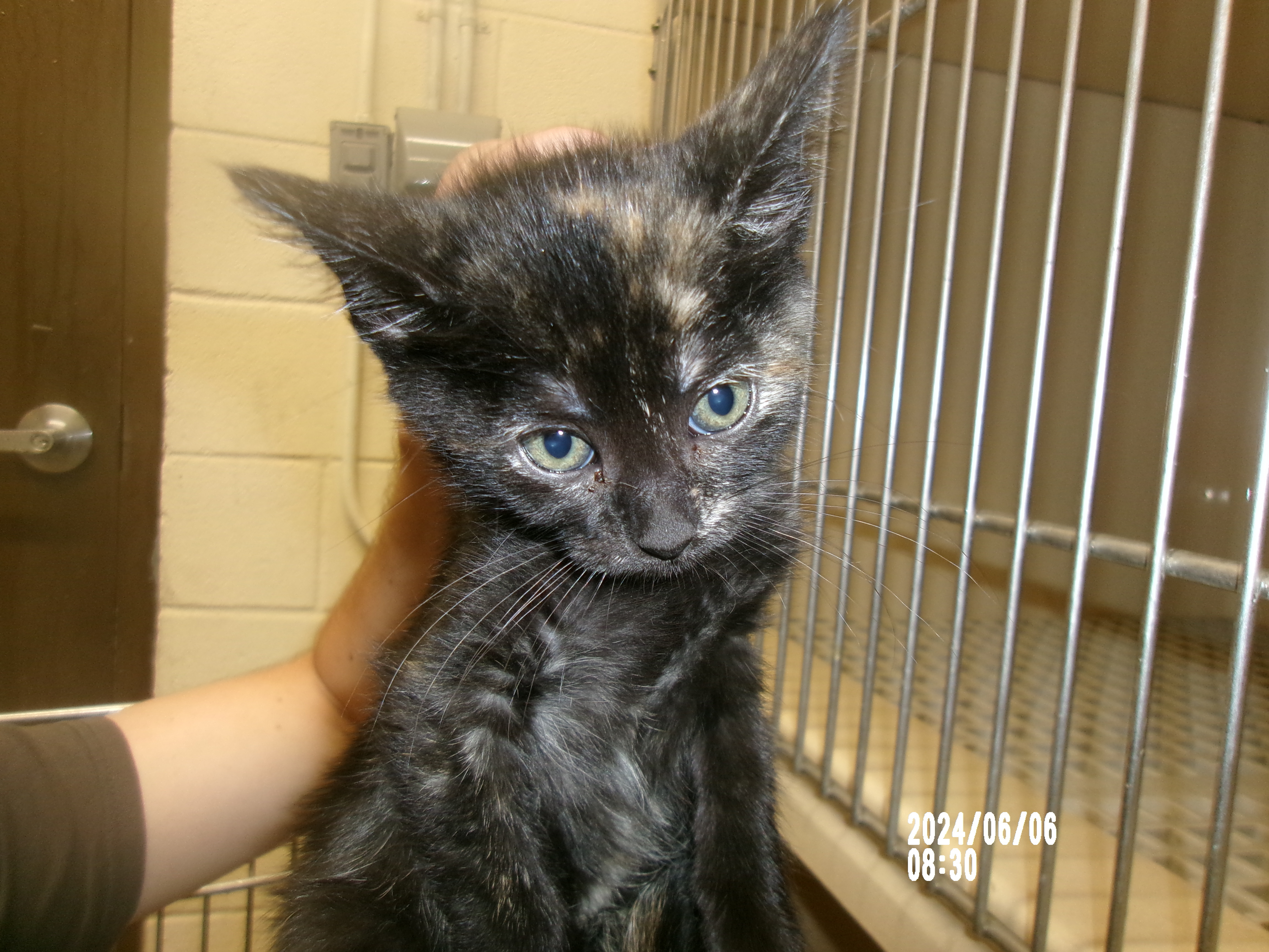 Catwoman, an adoptable Domestic Short Hair in Clovis, NM, 88101 | Photo Image 1