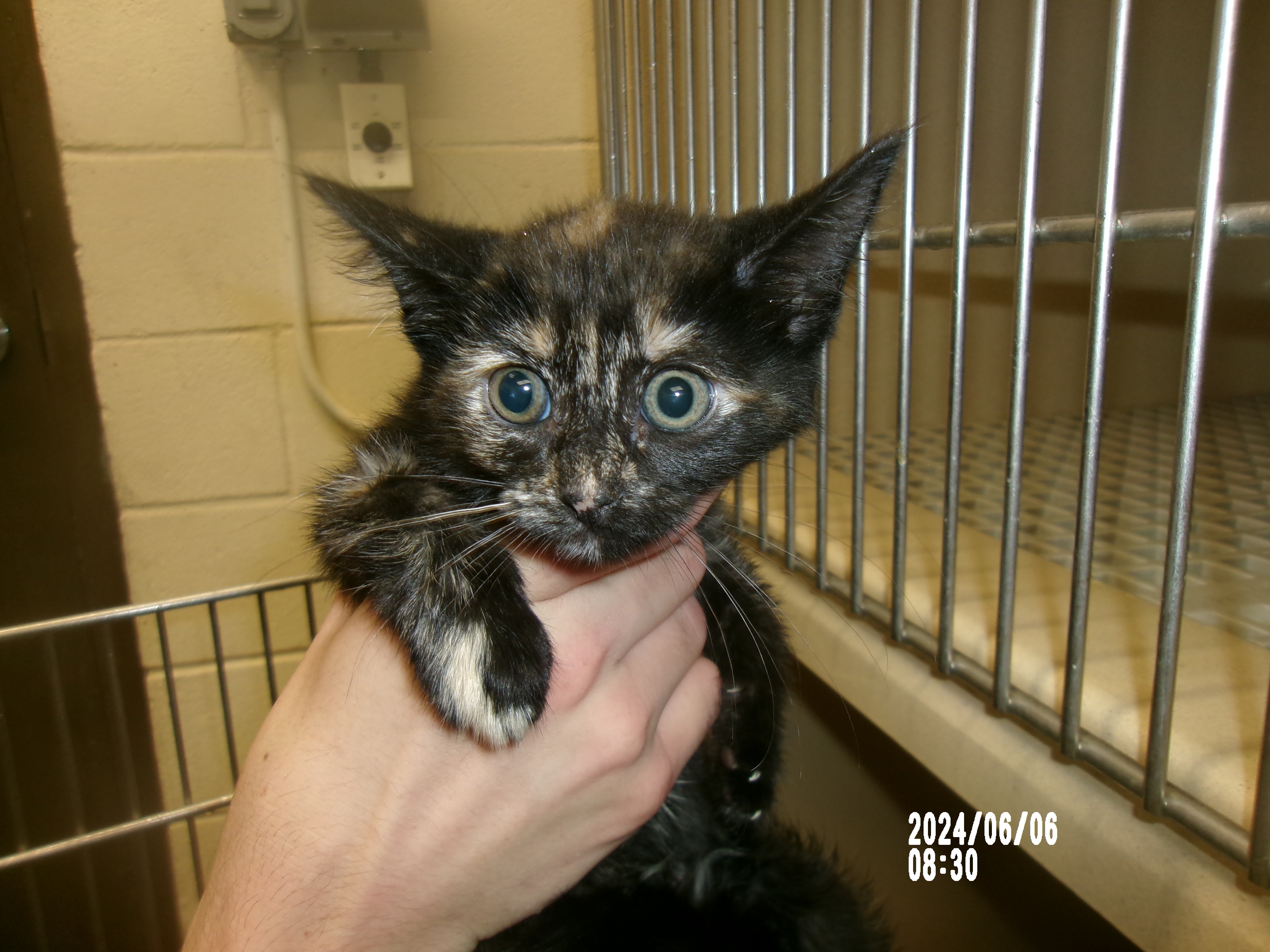 Wonderwoman, an adoptable Domestic Short Hair in Clovis, NM, 88101 | Photo Image 1