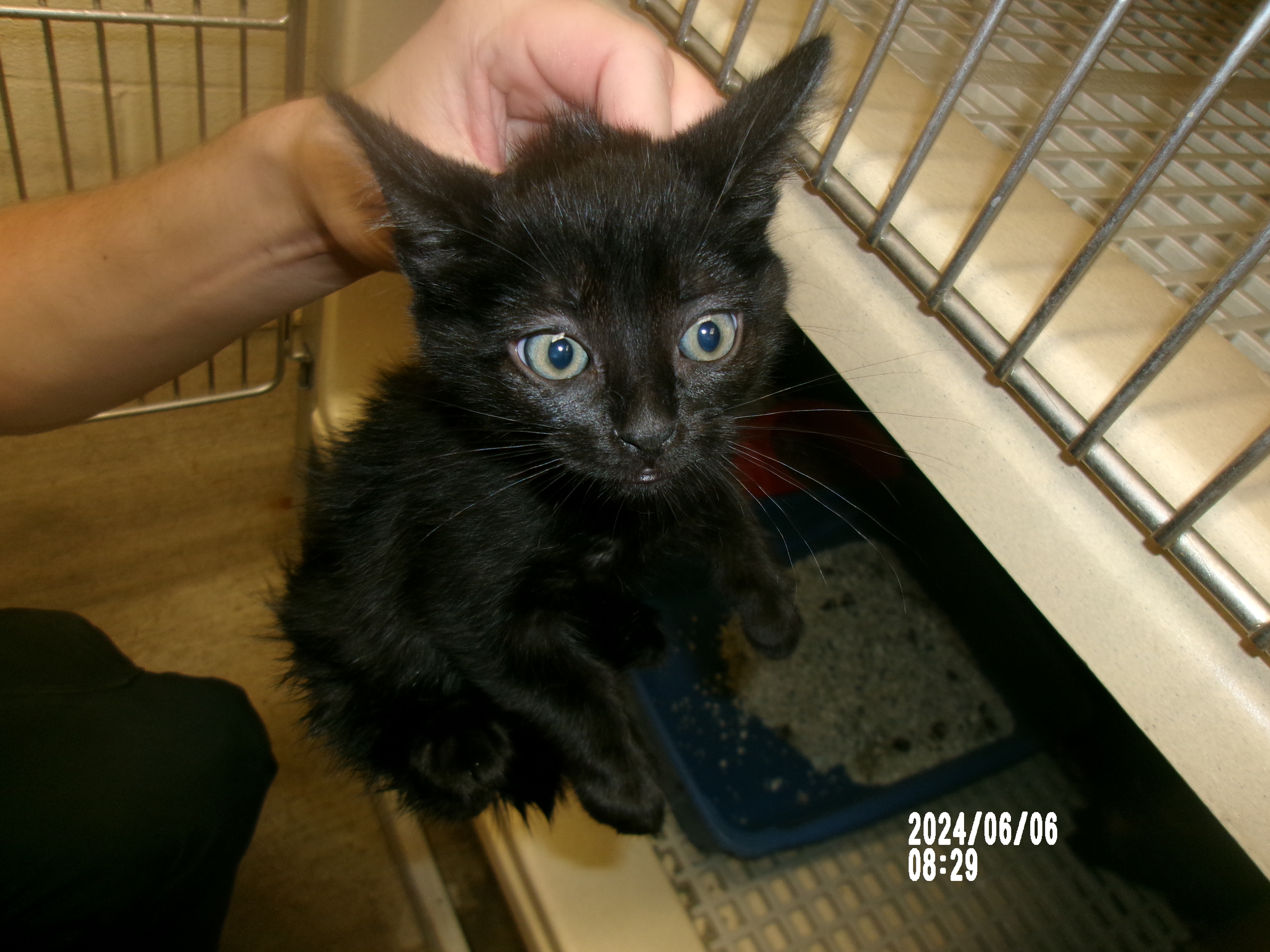 Superman, an adoptable Domestic Short Hair in Clovis, NM, 88101 | Photo Image 1