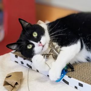 Video Available Hello there my name is Fresa Im a 4 year old medium sized spayed female domes