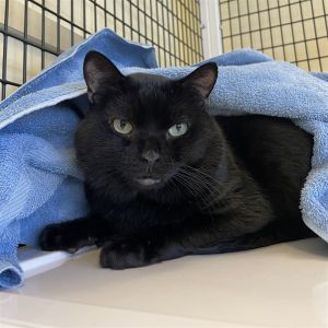 Nice to meet you my name is Onyx Im a 7 year old large sized neutered male domestic short hair