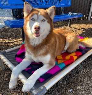 Hi there My name is Athena and Im a 6 year old spayed female husky that currently weighs about 5