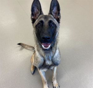AVAILABLE BY APPOINTMENT Hello my name is Memphis I am an eight month old neutered male Belgian
