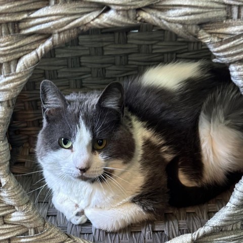 Chance, an adoptable Domestic Short Hair in Priest River, ID, 83856 | Photo Image 1