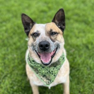 Hi My name is Zorro and Im at the Santa Maria Campus Im 4 year old male Cattle Dog mix