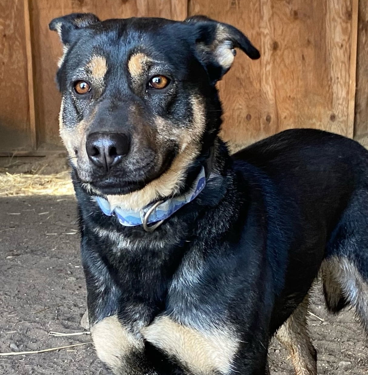 Mindy, an adoptable German Shepherd Dog in Yreka, CA, 96097 | Photo Image 1