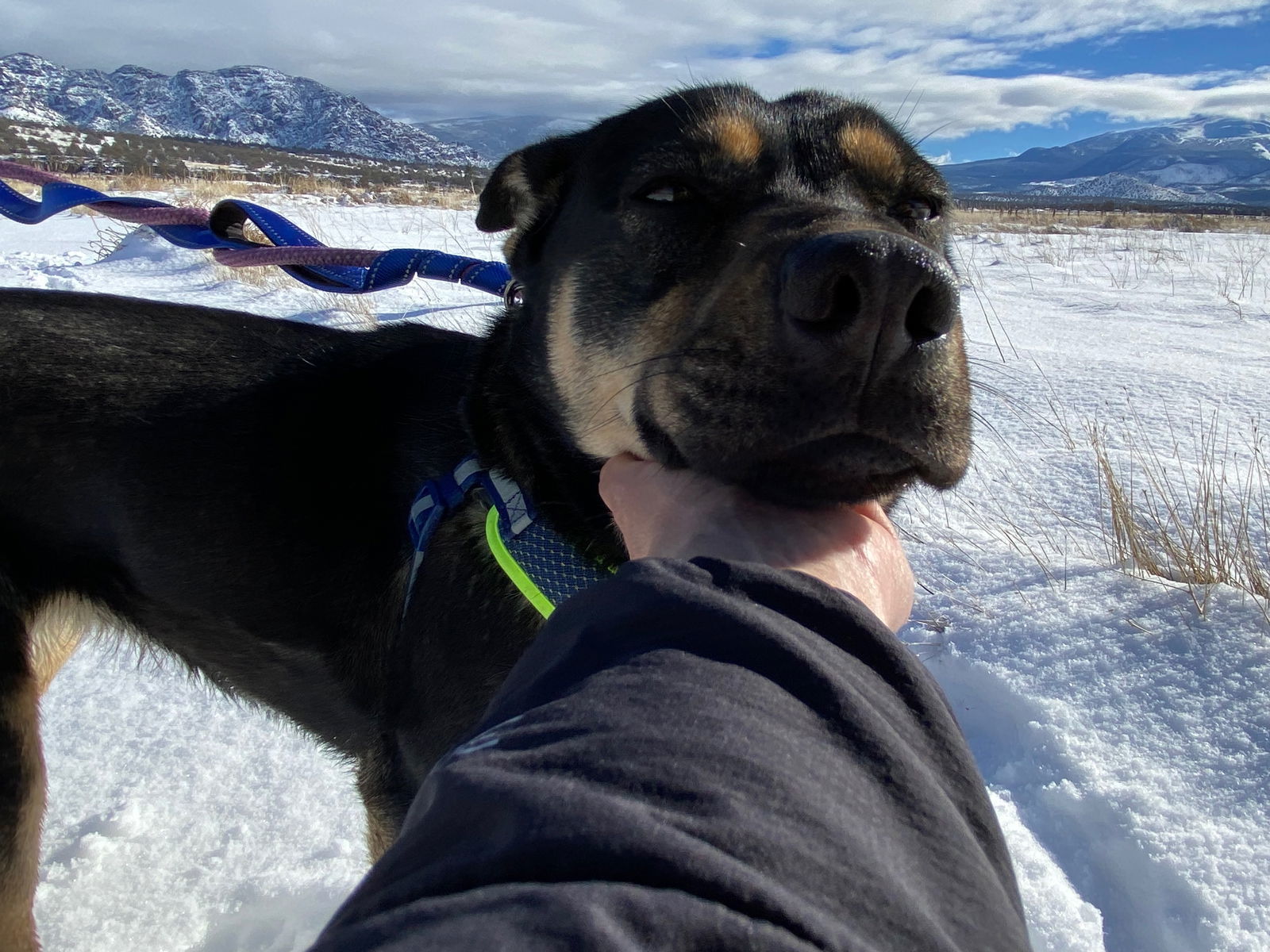 Mindy, an adoptable German Shepherd Dog in Yreka, CA, 96097 | Photo Image 3