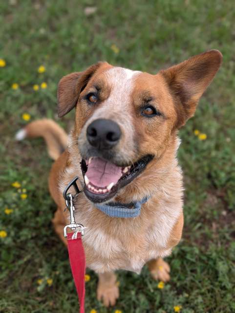 Festus, an adoptable Australian Cattle Dog / Blue Heeler, Shepherd in Pagosa Springs, CO, 81147 | Photo Image 1