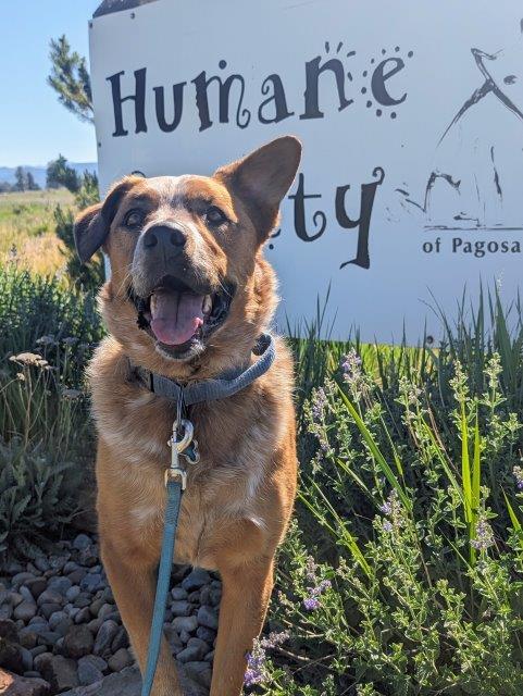 Festus, an adoptable Australian Cattle Dog / Blue Heeler, Shepherd in Pagosa Springs, CO, 81147 | Photo Image 2