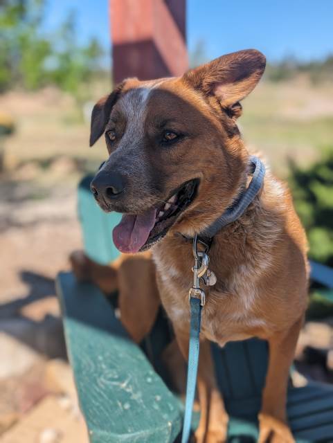 Festus, an adoptable Australian Cattle Dog / Blue Heeler, Shepherd in Pagosa Springs, CO, 81147 | Photo Image 3