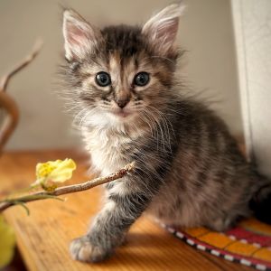 Lindy also known as the waddling puffball is an intelligent floofy torbie tabby-tortoiseshell 