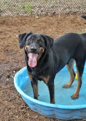 Zebco is energetic playful 1-year-old mixed breed He has some physical features that are reminiscen