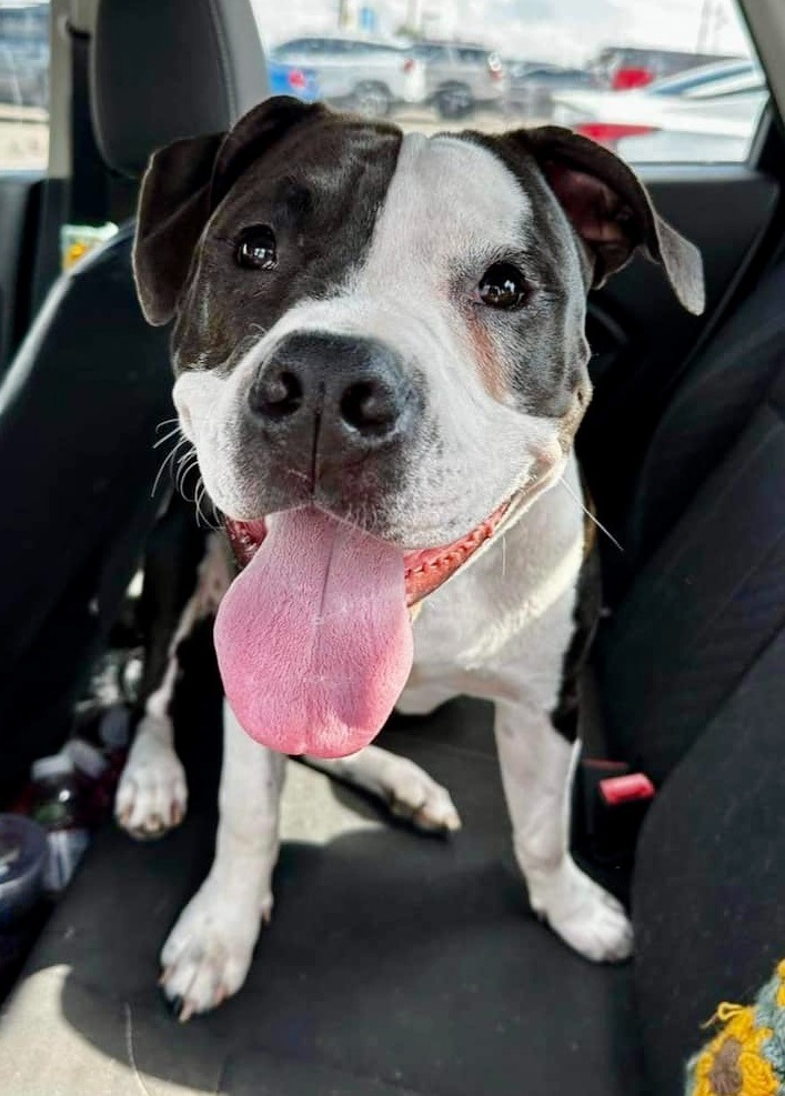 Boston, an adoptable Boxer, American Staffordshire Terrier in Heber City, UT, 84032 | Photo Image 1