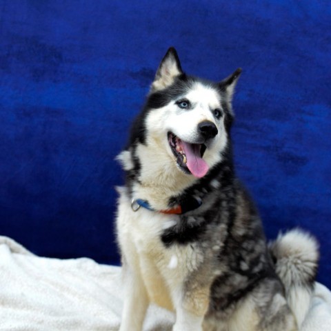 Simon, an adoptable Siberian Husky in Glenfield, NY, 13343 | Photo Image 1