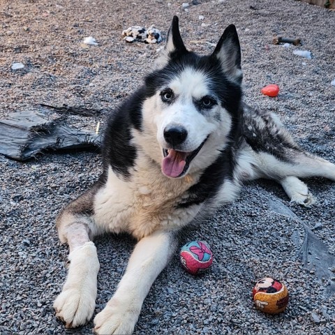 Simon, an adoptable Siberian Husky in Glenfield, NY, 13343 | Photo Image 3