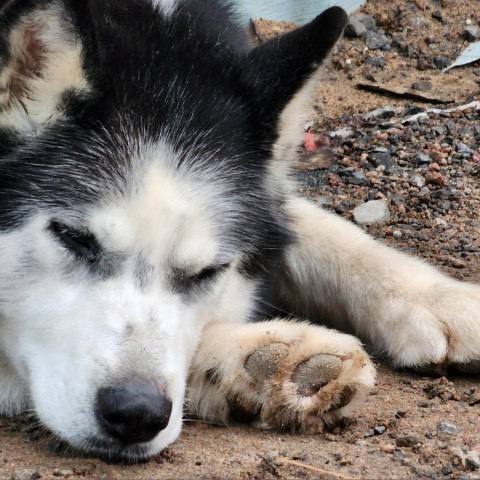 Simon, an adoptable Siberian Husky in Glenfield, NY, 13343 | Photo Image 3