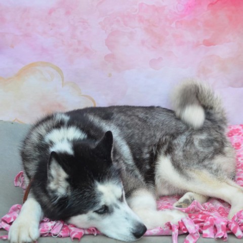 Simon, an adoptable Siberian Husky in Glenfield, NY, 13343 | Photo Image 4