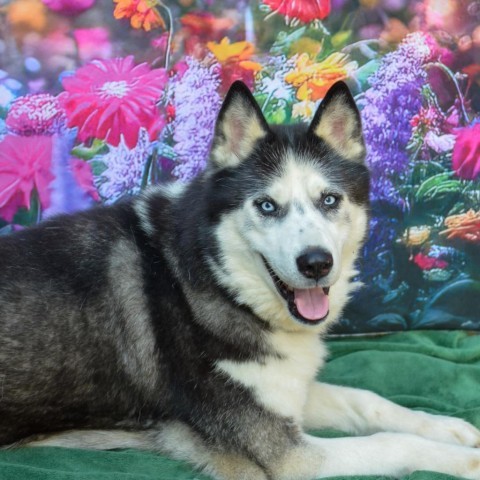 Simon, an adoptable Siberian Husky in Glenfield, NY, 13343 | Photo Image 4